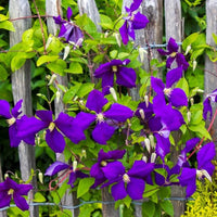 Clematis ‘The President’ Flower Seeds – Heirloom, Non-GMO, Large-Flowered Perennial Vine