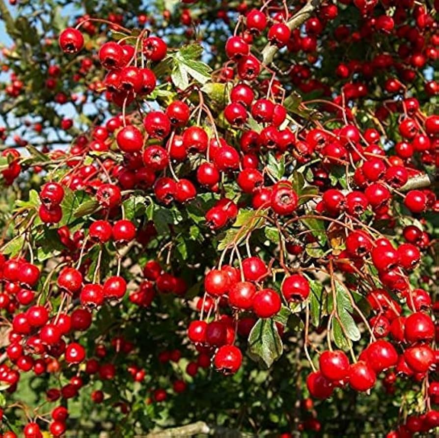 Chinese Hawthorn, Crataegus pinnatifida Seeds – Shan Zha Fruit Tree