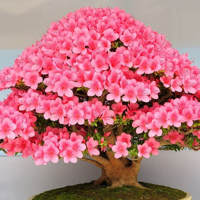 Flowering Bonsai Tree Seed Mix – Wisteria, Judas Tree, Jacaranda