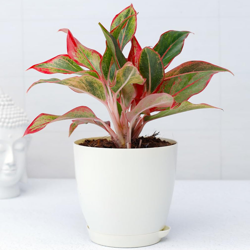 Aglaonema Red Gold Seeds Colorful Indoor Air-Purifying Plant