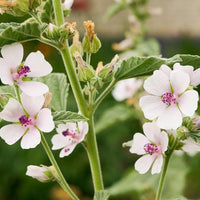 Marshmallow Althaea officinalis garden seeds for growing a perennial herb.