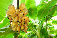 Juicy Dwarf Banana Fruit Tree Mini Bonsai Garden Seeds bag - Fruit Seeds