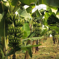 Green Banana Seeds for Planting – Heirloom, Non-GMO, Musa Variety, Easy to Grow