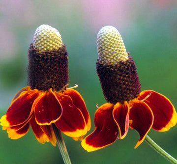 Mexican Hat Ratibida Columnaris – Colorful Wildflower Garden Seeds