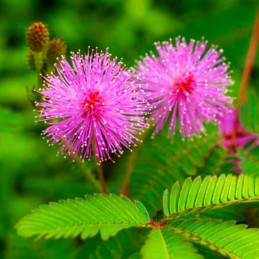 Sensitive Plant Mimosa Pudica – Hardy Wildflower Seeds