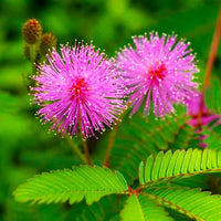 Sensitive Plant Mimosa Pudica – Hardy Wildflower Seeds