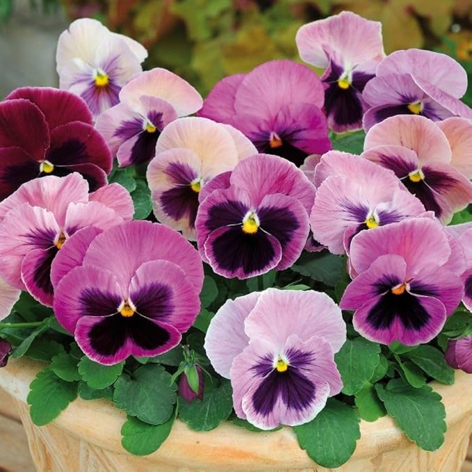Pansy Flower seeds for Planting, Garden Favorite Heirloom & GMO Free Seeds for Home Garden