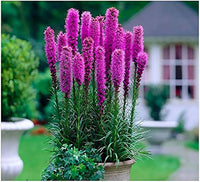 Blazing Star Gayfeather Liatris Spicata – Tall Perennial Flower Seeds
