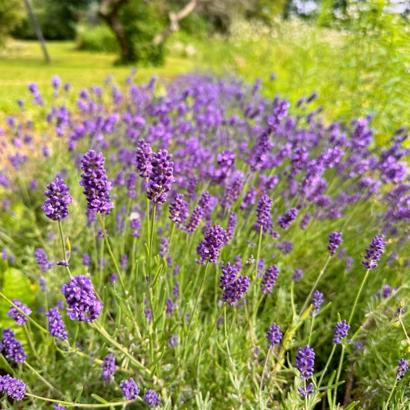 English Lavender Lavandula angustifolia plant with slender aromatic foliage and purple flower spikes.