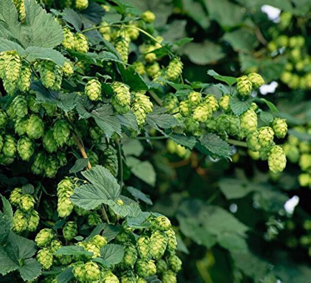 Common Hops Vine Seeds – Humulus lupulus for Trellis and Garden Growing