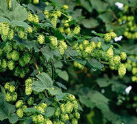 Common Hops Vine Seeds – Humulus lupulus for Trellis and Garden Growing