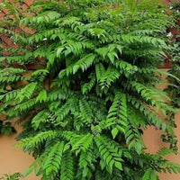 Curry leaf plant Murraya koenigii with green aromatic compound leaves