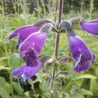 Organic Dan Shen Sage Salvia miltiorrhiza seeds for perennial herb gardening