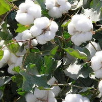 Incredible Cotton Bush – Garden