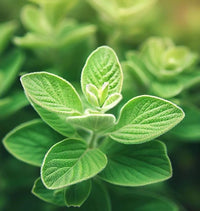 Greek oregano seeds for home herb gardens and culinary planting