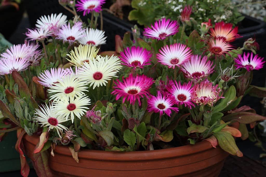 Livingston Daisy Ice – Colorful, Mixed Flower Seeds