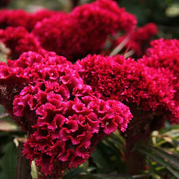Organic Cockscomb Celosia cristata flower seeds for ornamental garden planting
