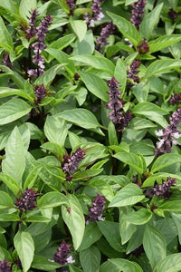 Tree Basil Ocimum suave seeds for herb garden planting