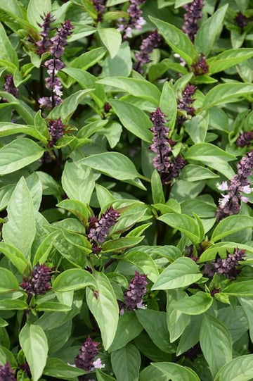 Tree Basil Ocimum suave seeds for herb garden planting