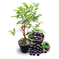 Jaboticaba (Plinia cauliflora) Bonsai Tree Seeds for Planting – Heirloom, Non-GMO, Purple Fruit Variety, Easy to Grow