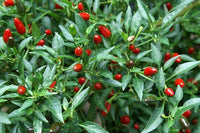 Capsicum frutescens Plant Seeds – Xigole Pepper for Gardening