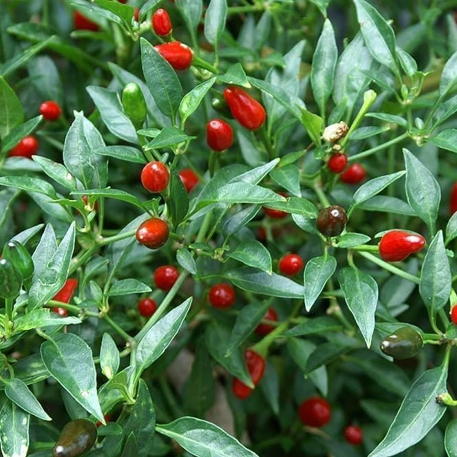 Xigole Pepper Seeds – Capsicum frutescens Planting Seeds