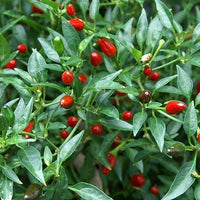 Xigole Pepper Seeds – Capsicum frutescens Planting Seeds