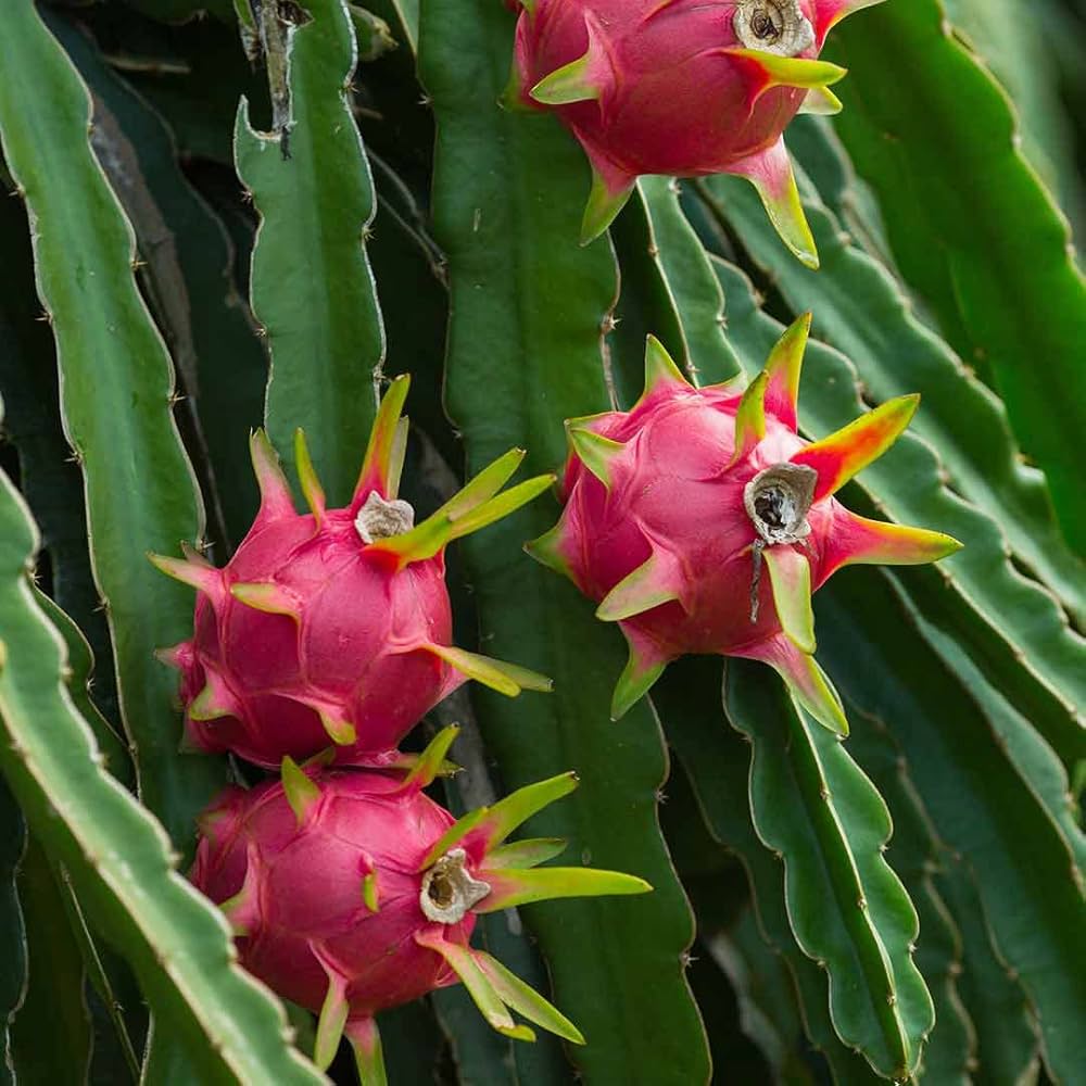 Pitaya (Dragon Fruit) Seeds for Planting – Heirloom, Non-GMO, Easy to Grow, Tropical Variety