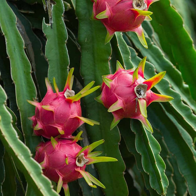 Pitaya (Dragon Fruit) Mix Seeds for Planting – Heirloom, Non-GMO, Red and White Flesh Varieties, Easy to Grow