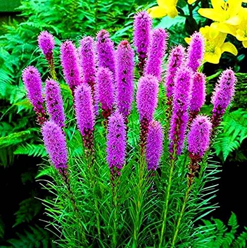 Blazing Star Gayfeather Liatris Spicata – Tall Perennial Flower Seeds