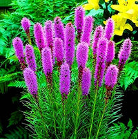 Blazing Star Gayfeather Liatris Spicata – Tall Perennial Flower Seeds