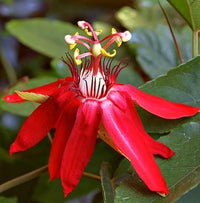 Passiflora vitifolia Seeds – Scarlet Passion Flower, Heirloom, Non-GMO, Tropical Climbing Vine