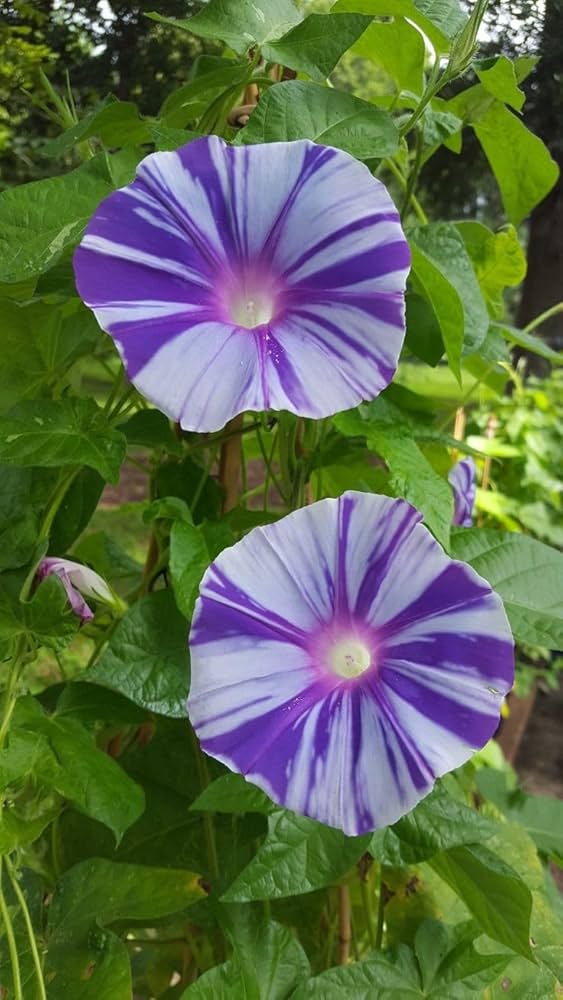 Gathering Clouds Murakumo – Garden Flower Seeds