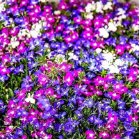 Lobelia Riviera Mix Lobelia Erinus – Colorful Garden Flower Seeds