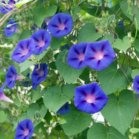 Blue Pharaoh Japanese Morning Glory Ipomoea – Climbing Flower Seeds