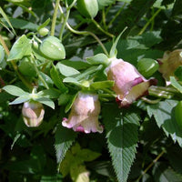 Codonopsis pilosula Dang Shen perennial climbing herb plant