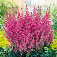 Astilbe Astilbe Arendsii – Showstar Mixed Color Flower Seeds