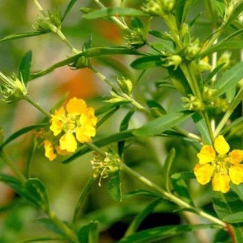 Heimia salicifolia ornamental flowering shrub with narrow willow-like green leaves, slender branching stems, and delicate yellow flowers