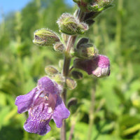 Salvia miltiorrhiza Dan Shen red sage plant seeds for home gardens