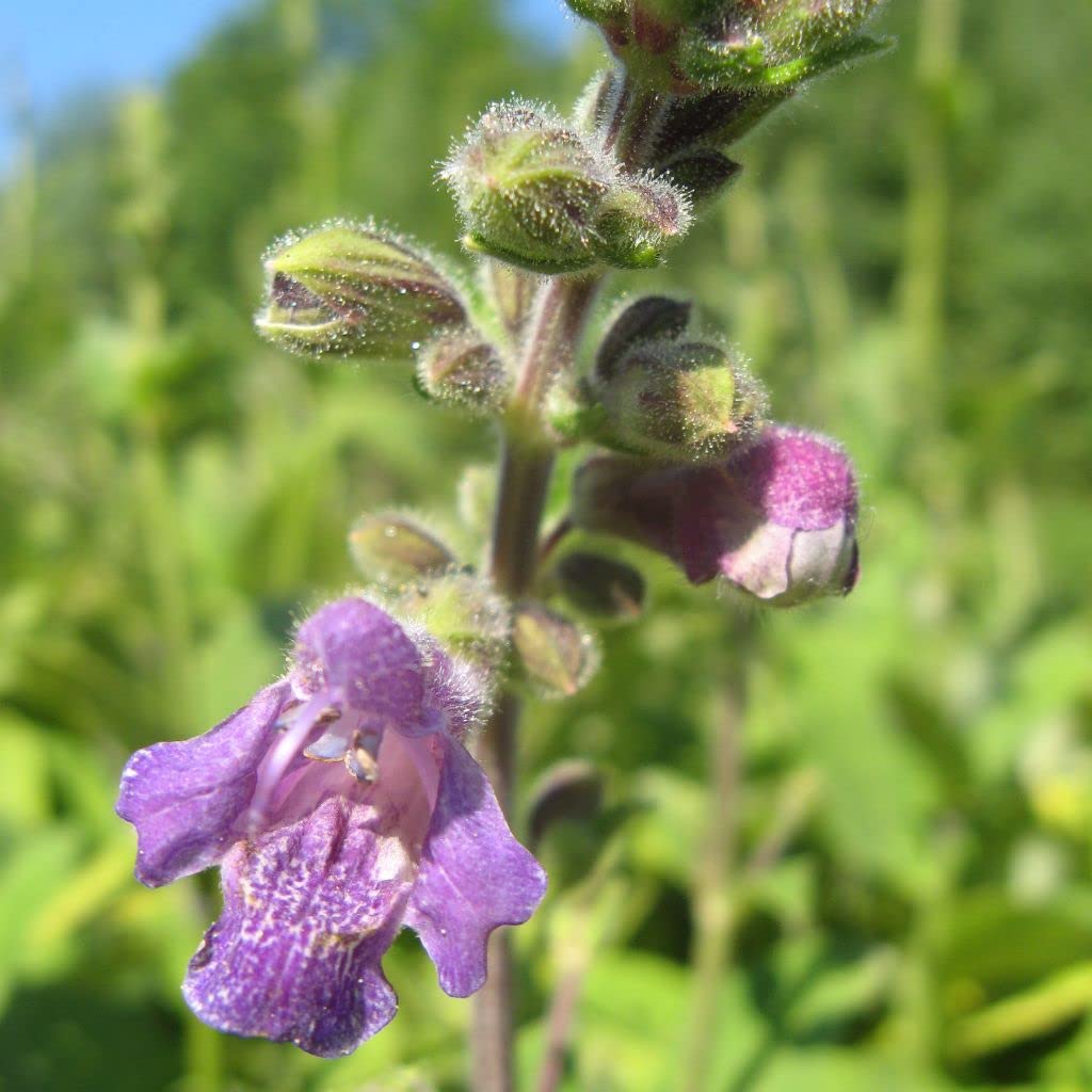 Organic Dan Shen Sage Salvia miltiorrhiza garden seeds for home planting