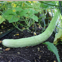 Cucumber Cucumis Melo – Burpless Armenian Yard Long Vegetable Seeds