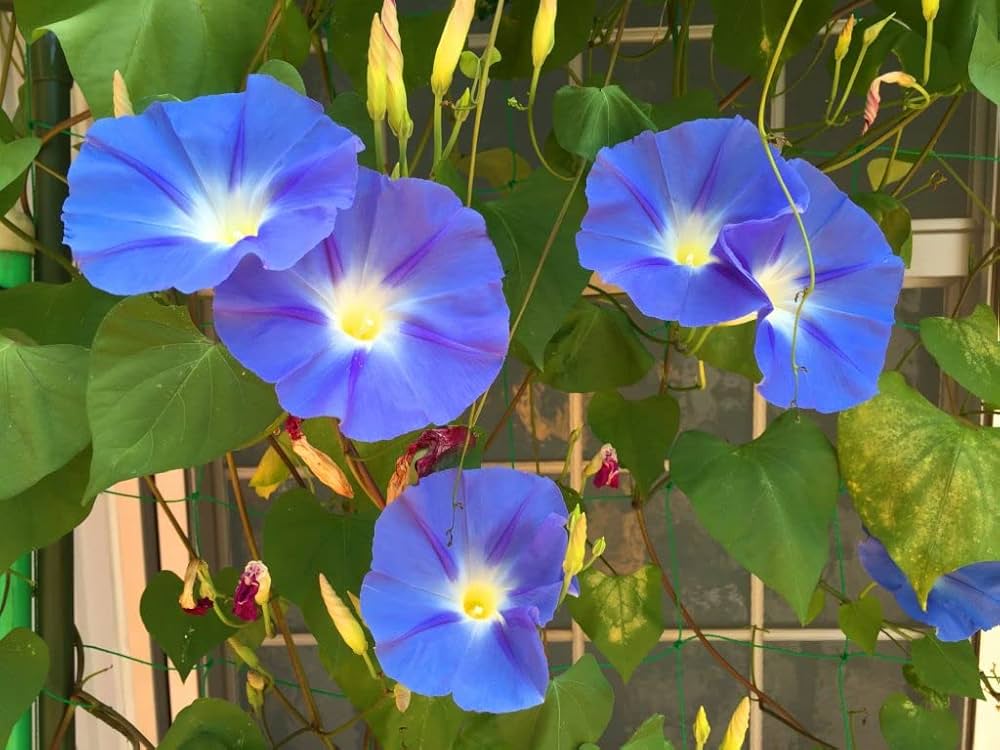 Stargate Japanese Morning – Garden Flower Seeds
