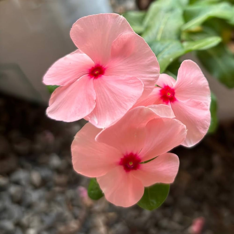Peach Vinca Periwinkle – Perennial Flower Seeds