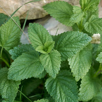 Lemon Balm Melissa Officinalis – Herb Seeds