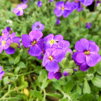 Aubrieta Aubrieta Hybrida Superbissima – Cascade Blue Garden Flower Seeds