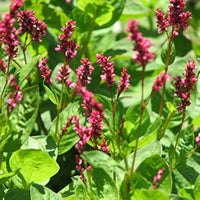 Japanese Pink Indigo Persicaria tinctoria garden seeds for planting.