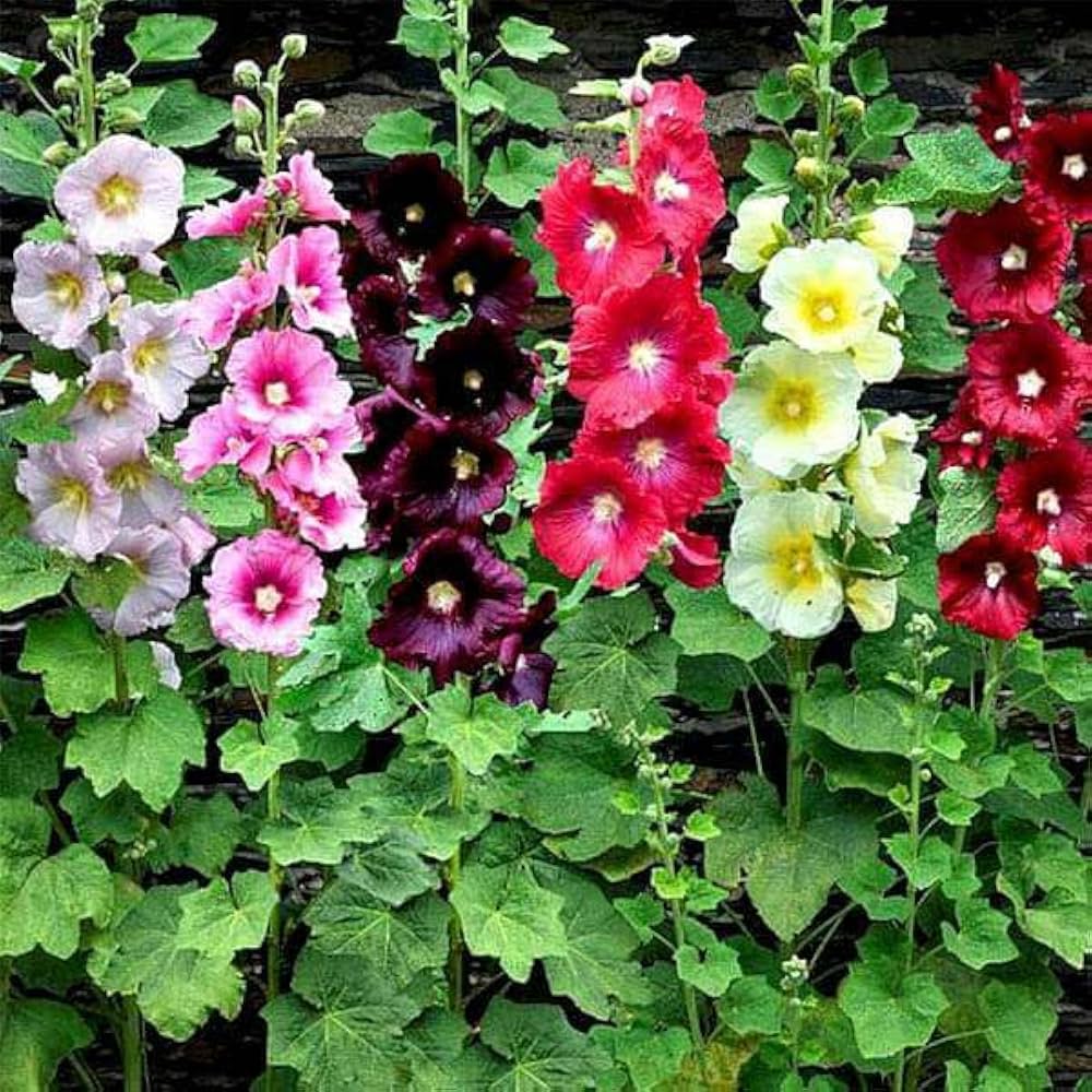 Black Hollyhock, Alcea rosea var. nigra Seeds – Arabian Nights Flowering Plant
