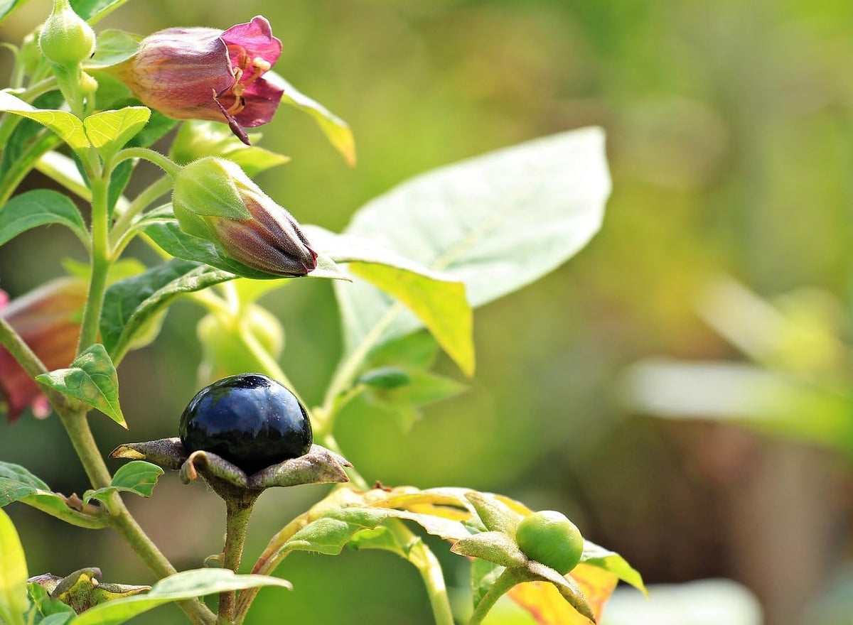 Atropa komarovii Turkmenistan Belladonna botanical species