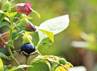 Atropa komarovii Turkmenistan Belladonna botanical species
