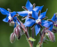 Borage – Blue Flower Herb Seeds for Garden